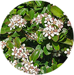 Aronia Melanocarpa